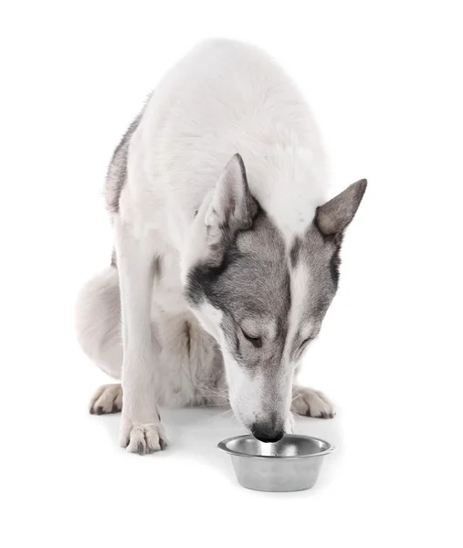 Собака і їжа ізольовані на білому — стокове фото