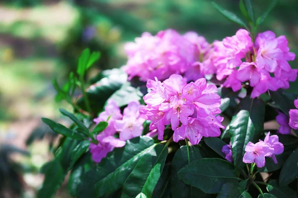 Gyönyörű lila virágok — Stock Fotó