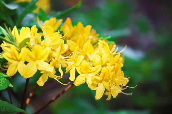 Blommor i botaniska trädgården — Stockfoto