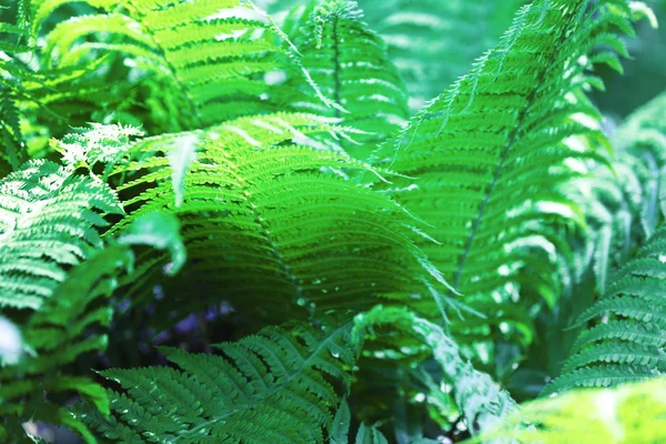 Samambaia verde no jardim botânico — Fotografia de Stock