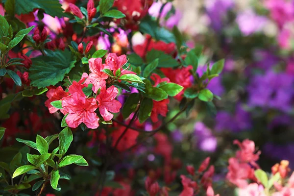 Flores en jardín botánico — Foto de Stock