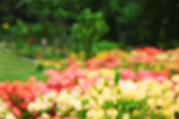 Flores en jardín botánico — Foto de Stock