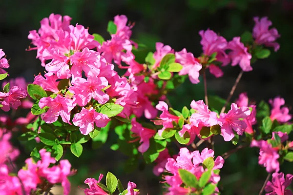 Kwiaty w ogrodzie botanicznym — Zdjęcie stockowe