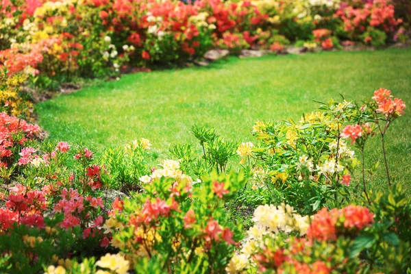 Flores en jardín botánico — Foto de Stock