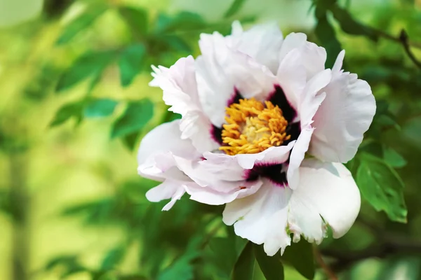 Bela flor branca — Fotografia de Stock