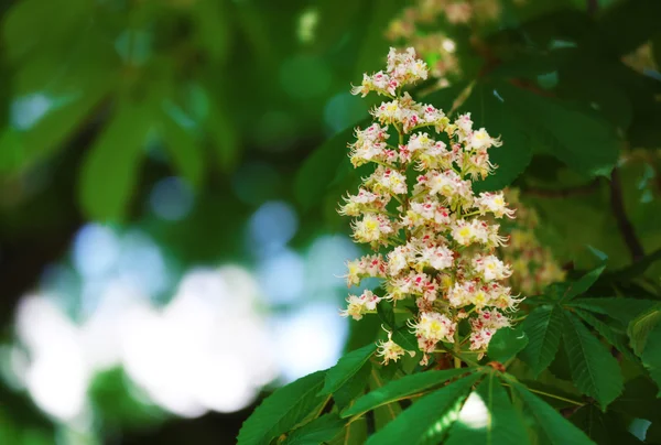 Chestnut in botanical garden — Stock Photo, Image