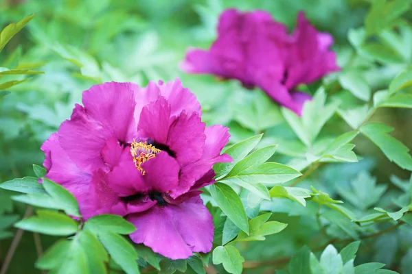 Hermosas flores púrpuras — Foto de Stock