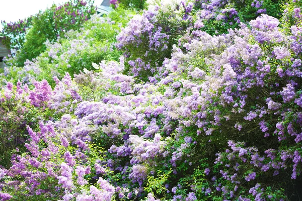 Schöner Flieder im Garten — Stockfoto