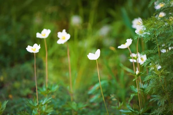 Flowers in botanical garden — Stock Photo, Image