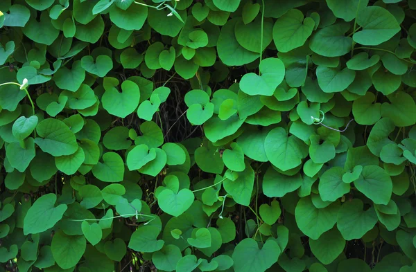 Fundo de folhas verde bonita — Fotografia de Stock