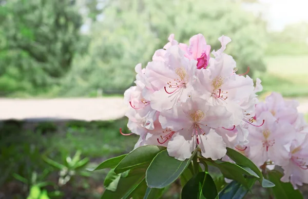 Bellissimi fiori rosa — Foto Stock