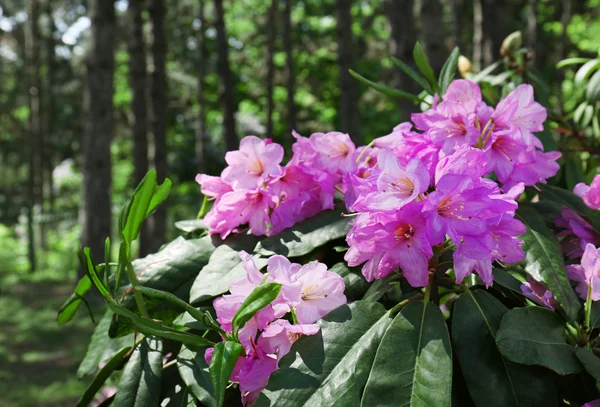 美しい紫色の花 — ストック写真