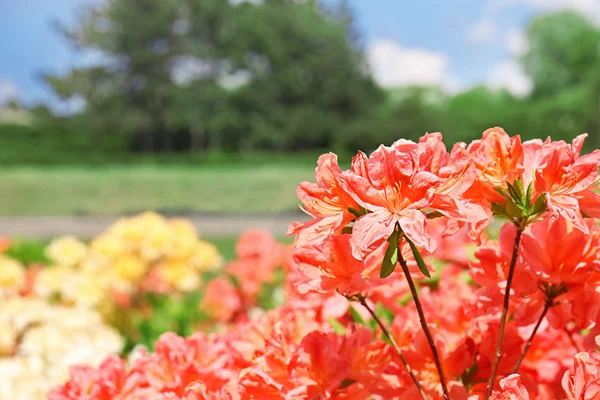 Flores en jardín botánico — Foto de Stock