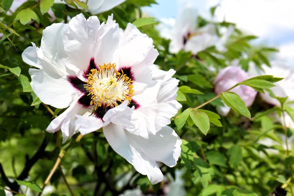 Beautiful white flower — Stock Photo, Image