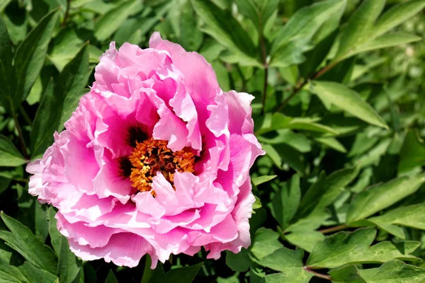 Flower in botanical garden — Stock Photo, Image