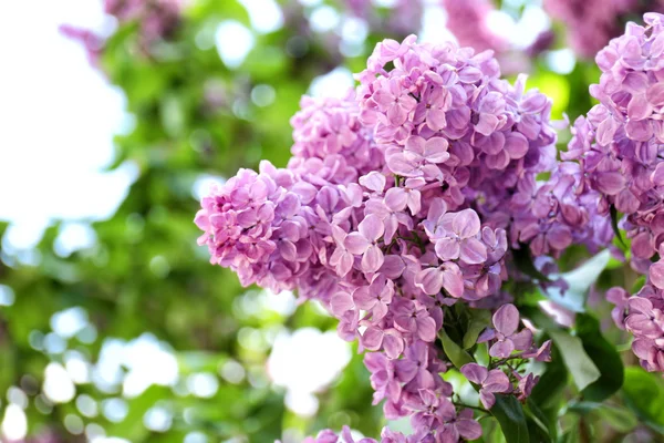 Belo lilás no jardim — Fotografia de Stock