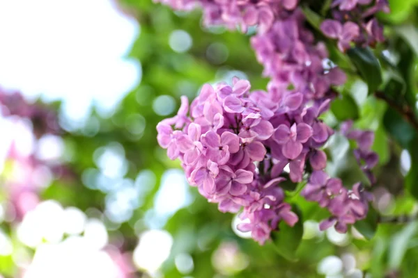 Mooie Sering in tuin — Stockfoto