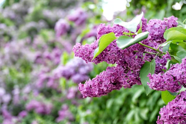 Mooie Sering in tuin — Stockfoto