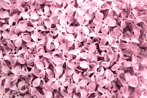 Όμορφο ροζ λιλά — Φωτογραφία Αρχείου