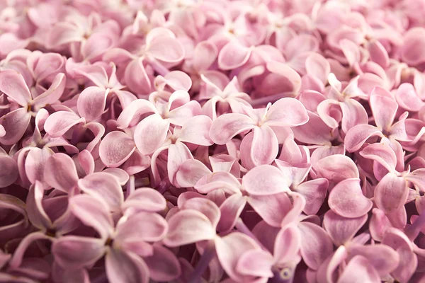 Beautiful pink lilac