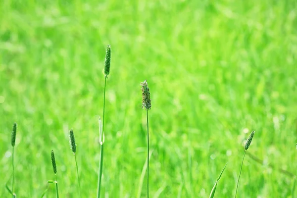 Buntes grünes Gras — Stockfoto