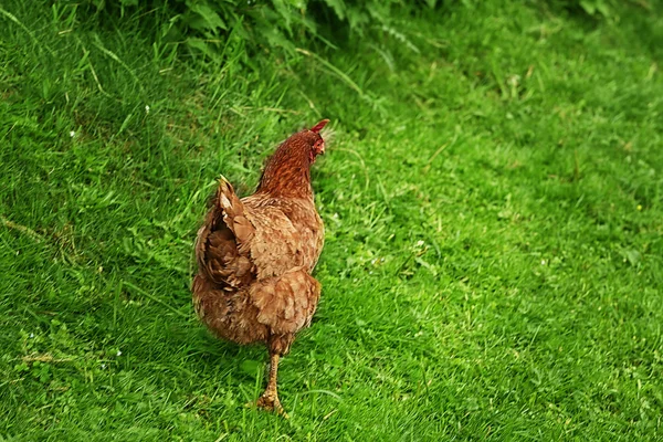 Курица на зеленой траве — стоковое фото