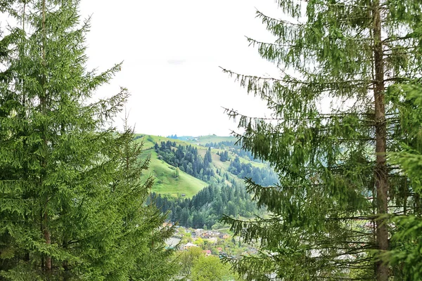 Waldgrüne Hügel — Stockfoto