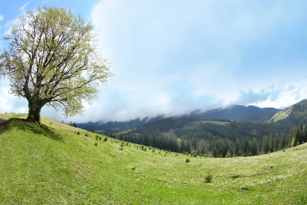 Letní lesa, na svazích — Stock fotografie