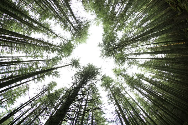 Hohe Bäume im Bergwald — Stockfoto