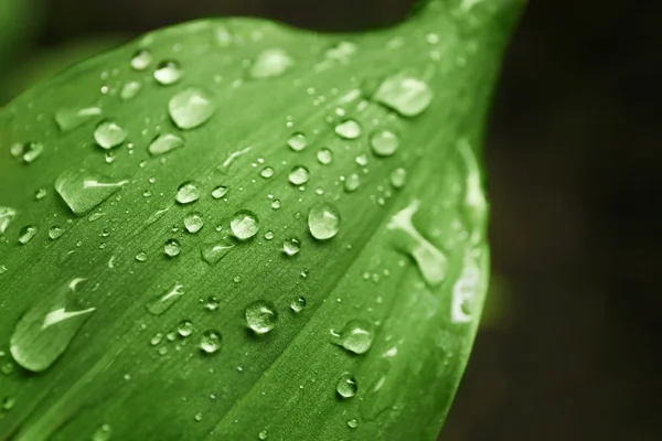 水滴付きの緑の葉 — ストック写真