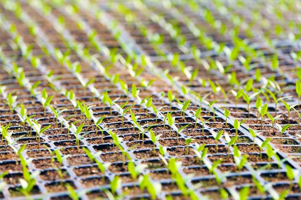 Young seedlings in a black tray — Stock Photo, Image