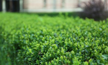 Yeşil yemyeşil çalılar 