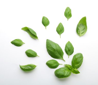 taze fesleğen yaprağı 