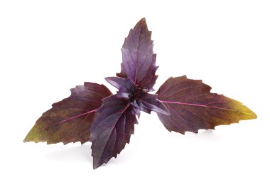 taze fesleğen yaprağı 