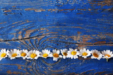 Arka plan üzerinde taze chamomiles