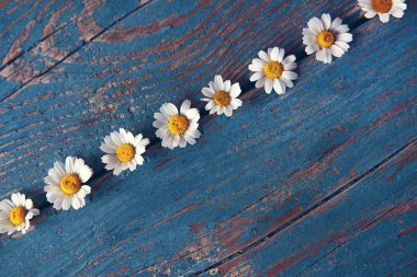 Arka plan üzerinde taze chamomiles