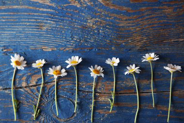 Arka plan üzerinde taze chamomiles