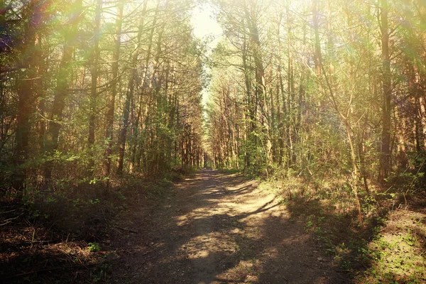 Шлях через зелений ліс — стокове фото