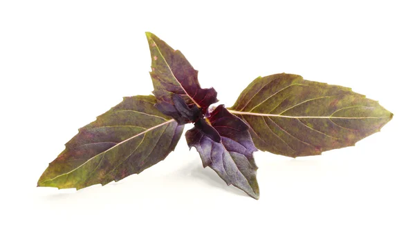 신선한 바 질 잎 — 스톡 사진