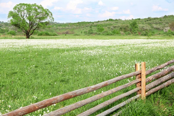 Beautiful daffodils flowers — Stock Photo, Image