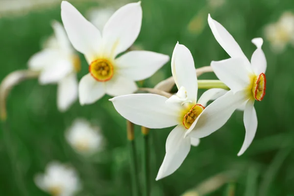 Hermosas flores de narciso —  Fotos de Stock
