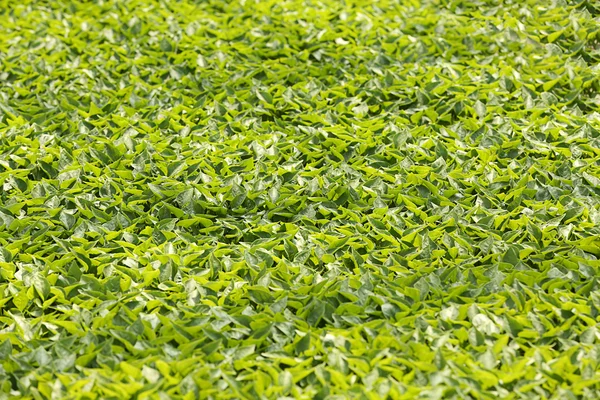 Young plants growing in greenhouse, — Stock Photo, Image