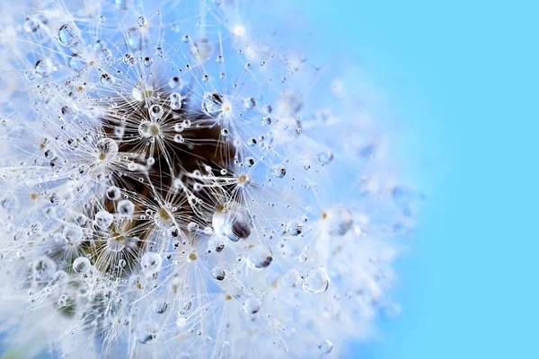 Dandelion seed head — Stock Photo, Image