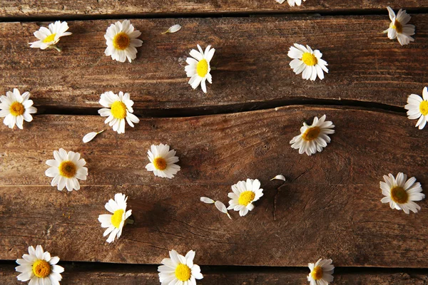 Arka plan üzerinde taze chamomiles