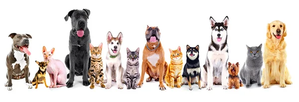 Group of sitting cats and dogs — Stock Photo, Image