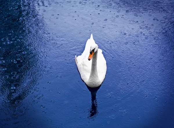 Красивый белый лебедь плавает — стоковое фото