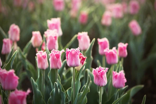 Mooie bloeiende tulpen — Stockfoto