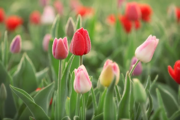 Mooie bloeiende tulpen — Stockfoto