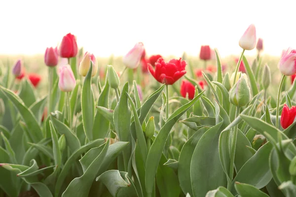 Mooie bloeiende tulpen — Stockfoto