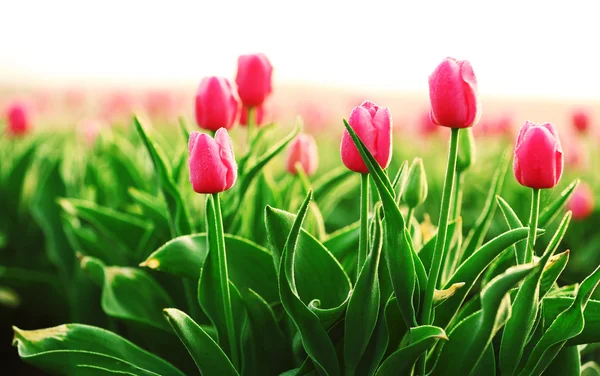 Vackra blommande tulpaner — Stockfoto